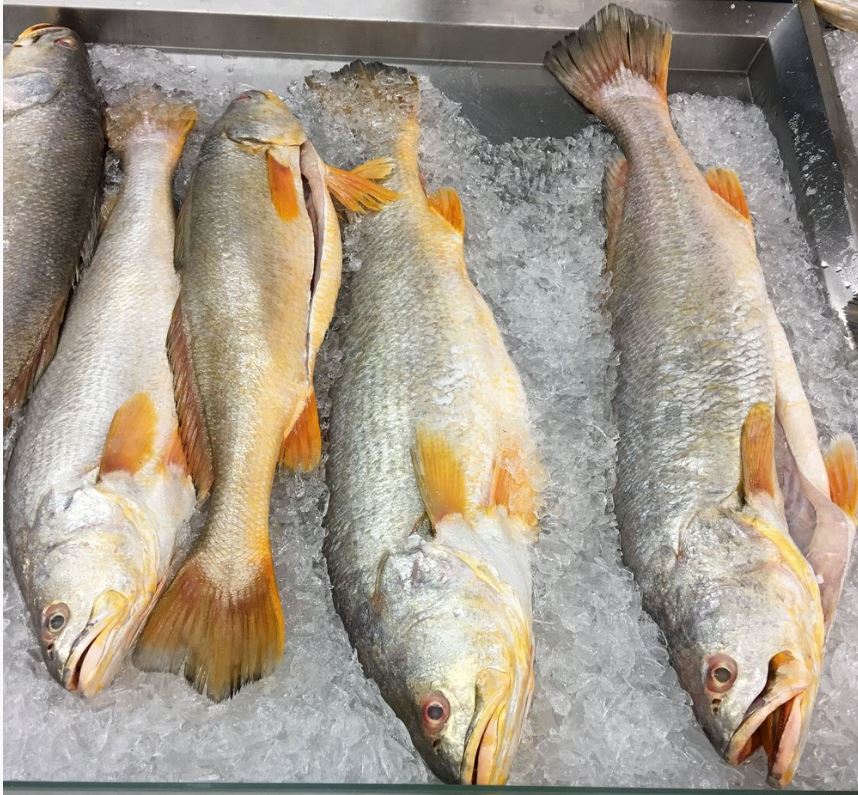 Yellow Weakfish